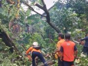 Hujan dan Angin Kencang, Tiga Pohon Roboh Rusak Rumah Warga di Kudus