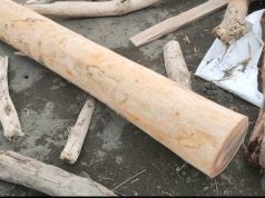 Perhutani Pastikan Kayu di Pantai Larangan Bukan Hasil Tebangan