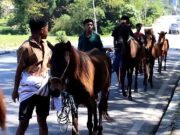 Tradisi Belis dari Kuda, Emas, sampai Parang sebagai Mahar Perkawinan Orang Sumba