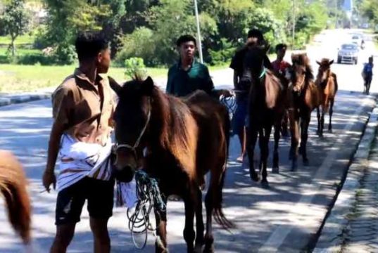 Tradisi Belis dari Kuda, Emas, sampai Parang sebagai Mahar Perkawinan Orang Sumba