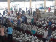 Produksi Perikanan TPI Kota Pekalongan Meningkat Signifikan