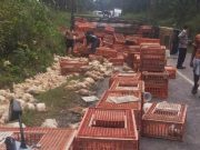 Tanjakan Sumberjatipohon Makan Korban, Truk Terguling dan Ratusan Ayam Mati di Grobogan