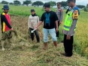 Pencuri Nekat dan Meresahkan di Sragen, Padi Baru Awal Menguning Sudah Dibabat