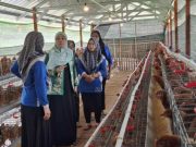 KWT Putri Songgolangit Bucu Jepara Terima Bantuan Ayam Petelur