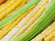 Jagung Memiliki Banyak Manfaat, Diantaranya Menjaga Kesehatan Jantung