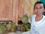 Ingin Nikmati Durian Jepara Berkualitas? Hubungi Saja Mas Budi “Miniatur”