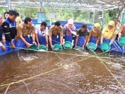 Unit Usaha KMP Kunden Blora Terima Bantuan 60 Ribu Ikan Lele dari Kementerian Kelautan dan Perikanan