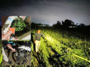 Lelaki Bojonegoro Ditangkap Polisi, Curi Cabai di Persawahan Jepon