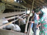 Sasaran Non Fisik TMMD Kodim 0624 Salah Satunya Pemberian Domba pada Masyarakat