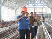 Charoen Pokphand Foundation Indonesia Hibahkan 600 Ekor Ayam Petelur di Banjarejo Blora