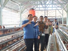 Charoen Pokphand Foundation Indonesia Hibahkan 600 Ekor Ayam Petelur di Banjarejo Blora