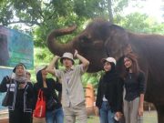 Semarang Zoo Taat Larangan Peragaan Gajah Tunggang