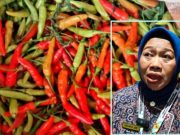 Cabai Rawit di Semarang Jadi Sangat Pedas, 1 Kilogram capai Rp 95 Ribu