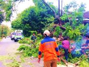 Arus Lalu Lintas Macet, Pohon Tumbang Melintang Jalan
