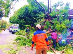 Arus Lalu Lintas Macet, Pohon Tumbang Melintang Jalan