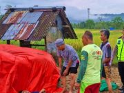 Seorang Kakek Meninggal Saat Memanen Padi di Sawah