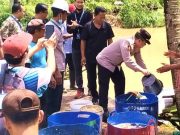Benih Ikan Sebanyak Satu Ton Ditebar di Kali Timang