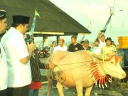 Kerbau Bule Melangkah Mantap di Kirab Pesta Lomban Jepara 2026