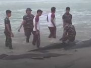 55 Paus Pilot Terdampar di Pantai Mbadokai Rote Ndao, 21 Mati 34 Diselamatkan