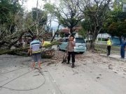 Pohon Angsana Roboh di Geyer Grobogan, Pelajar Asal Kradenan Ini Tertimpa Saat Melintas