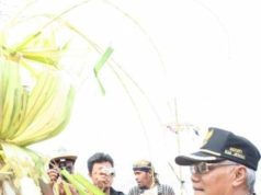 Ini Sejarah Festival Kupat di Lomban di Jepara