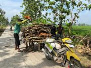 Anggota TMMD Sragen Bantu Warga Angkut Kayu Bakar di Sela Pengecoran Jalan