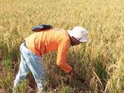 Demplot Digital Farming Hadir, Petani Pesisir Siap Tingkatkan Panen