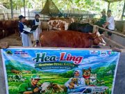 Healing, Layanan Kesehatan Hewan Gratis Pemprov Jateng Sasar Peternak Desa