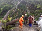 Pohon Tumbang Berhasil Disingkirkan, Jalur Kalikajar- Wonosobo Kembali Normal
