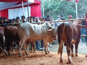 Ketua APPSI Wonosobo : “Alhamdulillah Antusiasme Peserta Kontes Sapi Cukup Tinggi! “
