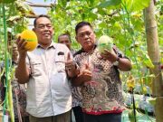Panen 1.100 Melon Organik, Desa Jono di Grobogan Kian Mantap Jadi Sentra Buah