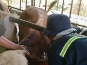 Buruan! Disnakkan Grobogan Layani Vaksinasi PMK Gratis untuk Hewan Ternak, Targetkan 40 Ribu Dosis