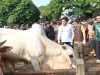 Jelang Idul Adha, Bupati Blora ke Pasar Pon Pastikan Hewan yang Dijual Layak untuk Kurban