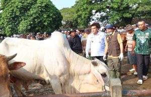 Jelang Idul Adha, Bupati Blora ke Pasar Pon Pastikan Hewan yang Dijual Layak untuk Kurban