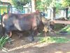 Presiden Prabowo Subianto Salurkan Kurban Sapi Jumbo Berat 1,1 Ton di Kawengan Blora