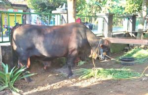 Presiden Prabowo Subianto Salurkan Kurban Sapi Jumbo Berat 1,1 Ton di Kawengan Blora