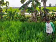 Jalan Cor TMMD Sragen Mudahkan Petani, Hemat Biaya dan Tenaga