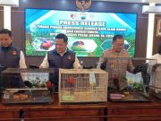 Polda Jateng Gagalkan Upaya Penyelundupan Burung Kasturi Kepala Hitam, Amankan 3 Tersangka
