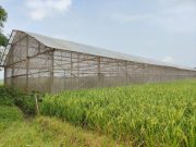 Bagi Petani Melon, Jalan Cor TMMD Membawa Perubahan Besar Permudah Panen
