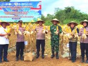 Panen Jagung Serentak, Dukung Ketahanan Pangan Nasional