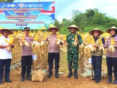 Panen Jagung Serentak, Dukung Ketahanan Pangan Nasional