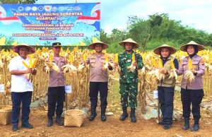 Panen Jagung Serentak, Dukung Ketahanan Pangan Nasional