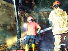 Kandang Terbakar, Sapi Piaraan Mati Terpanggang