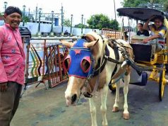 Delman, Kereta Kuda yang Menjadi Ikon Wisata Jogja Istimewa