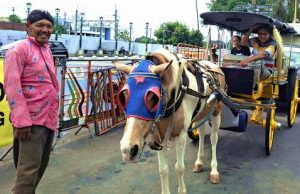 Delman, Kereta Kuda yang Menjadi Ikonik Wisata Jogja Istimewa