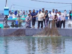 Presiden Panen Raya Udang Kualitas Ekspor di BUBK Petanahan