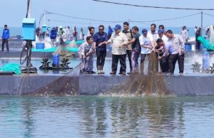 Presiden Panen Raya Udang Kualitas Ekspor di BUBK Petanahan