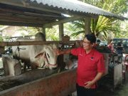 DPC PDIP Kebumen Bagikan 700 Paket Daging ke Warga