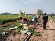 Satgas TMMD Bersama Warga Merapikan Pepohonan di Lokasi Pengecoran Jalan Desa Puro