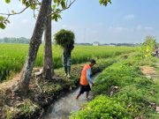 Bentuk Pengabdian Satgas TMMD Sragen Bantu Warga Desa Angkat Rumput